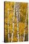Pattern of white tree trunks among golden aspen leaves, Grand Teton National Park, Wyoming-Adam Jones-Stretched Canvas