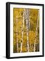 Pattern of white tree trunks among golden aspen leaves, Grand Teton National Park, Wyoming-Adam Jones-Framed Photographic Print