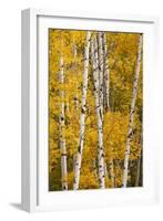 Pattern of white tree trunks among golden aspen leaves, Grand Teton National Park, Wyoming-Adam Jones-Framed Photographic Print