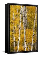 Pattern of white tree trunks among golden aspen leaves, Grand Teton National Park, Wyoming-Adam Jones-Framed Stretched Canvas