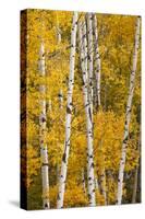 Pattern of white tree trunks among golden aspen leaves, Grand Teton National Park, Wyoming-Adam Jones-Stretched Canvas