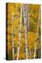 Pattern of white tree trunks among golden aspen leaves, Grand Teton National Park, Wyoming-Adam Jones-Stretched Canvas