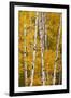 Pattern of white tree trunks among golden aspen leaves, Grand Teton National Park, Wyoming-Adam Jones-Framed Photographic Print