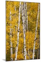 Pattern of white tree trunks among golden aspen leaves, Grand Teton National Park, Wyoming-Adam Jones-Mounted Photographic Print