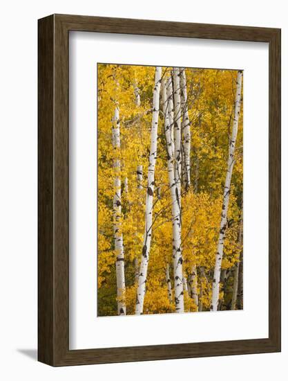 Pattern of white tree trunks among golden aspen leaves, Grand Teton National Park, Wyoming-Adam Jones-Framed Photographic Print