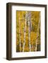 Pattern of white tree trunks among golden aspen leaves, Grand Teton National Park, Wyoming-Adam Jones-Framed Photographic Print