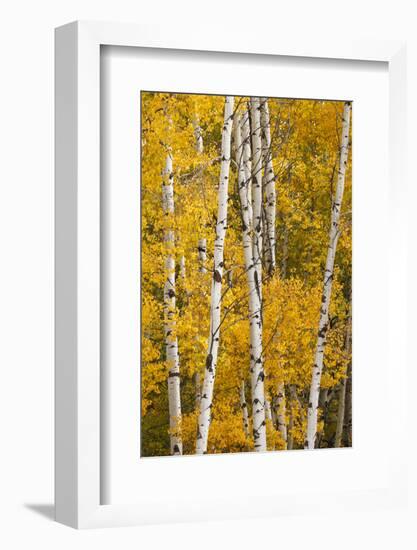 Pattern of white tree trunks among golden aspen leaves, Grand Teton National Park, Wyoming-Adam Jones-Framed Photographic Print