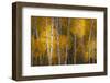 Pattern of white tree trunks among golden aspen leaves, Grand Teton National Park.-Adam Jones-Framed Photographic Print