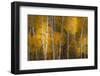 Pattern of white tree trunks among golden aspen leaves, Grand Teton National Park.-Adam Jones-Framed Photographic Print