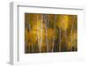 Pattern of white tree trunks among golden aspen leaves, Grand Teton National Park.-Adam Jones-Framed Photographic Print