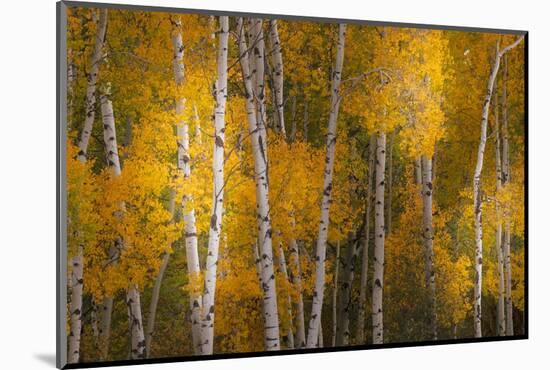 Pattern of white tree trunks among golden aspen leaves, Grand Teton National Park.-Adam Jones-Mounted Photographic Print