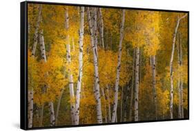 Pattern of white tree trunks among golden aspen leaves, Grand Teton National Park.-Adam Jones-Framed Stretched Canvas