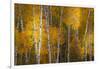 Pattern of white tree trunks among golden aspen leaves, Grand Teton National Park.-Adam Jones-Framed Photographic Print