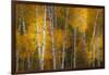 Pattern of white tree trunks among golden aspen leaves, Grand Teton National Park.-Adam Jones-Framed Photographic Print