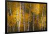 Pattern of white tree trunks among golden aspen leaves, Grand Teton National Park.-Adam Jones-Framed Photographic Print