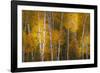 Pattern of white tree trunks among golden aspen leaves, Grand Teton National Park.-Adam Jones-Framed Photographic Print