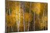 Pattern of white tree trunks among golden aspen leaves, Grand Teton National Park.-Adam Jones-Mounted Photographic Print