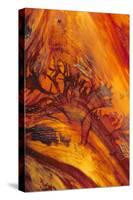 Pattern on Drift Wood, Olympic National Park, Washington, USA-Charles Gurche-Stretched Canvas