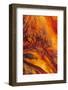 Pattern on Drift Wood, Olympic National Park, Washington, USA-Charles Gurche-Framed Photographic Print