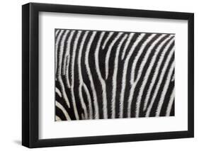 Pattern on Side of Grevy's Zebra (Equus Grevyi)-Scott T. Smith-Framed Photographic Print