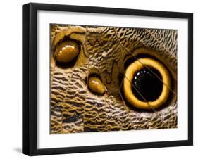 Pattern on Wing of Owl Butterfly, Brookside Gardens, Wheaton, Maryland, USA-Corey Hilz-Framed Photographic Print