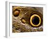 Pattern on Wing of Owl Butterfly, Brookside Gardens, Wheaton, Maryland, USA-Corey Hilz-Framed Photographic Print