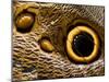 Pattern on Wing of Owl Butterfly, Brookside Gardens, Wheaton, Maryland, USA-Corey Hilz-Mounted Photographic Print