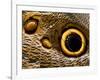 Pattern on Wing of Owl Butterfly, Brookside Gardens, Wheaton, Maryland, USA-Corey Hilz-Framed Photographic Print