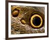 Pattern on Wing of Owl Butterfly, Brookside Gardens, Wheaton, Maryland, USA-Corey Hilz-Framed Photographic Print