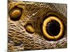 Pattern on Wing of Owl Butterfly, Brookside Gardens, Wheaton, Maryland, USA-Corey Hilz-Mounted Photographic Print