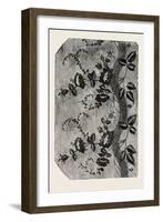 Pattern, Swiss Silk, Canton of Zurich, Switzerland-null-Framed Giclee Print