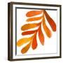 Pattern6    leaf, fern, fall colors-Robbin Rawlings-Framed Art Print