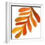 Pattern6    leaf, fern, fall colors-Robbin Rawlings-Framed Art Print