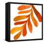 Pattern6    leaf, fern, fall colors-Robbin Rawlings-Framed Stretched Canvas