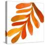 Pattern6    leaf, fern, fall colors-Robbin Rawlings-Stretched Canvas