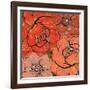 Pattern8    floral, blossom, tropical, red-Robbin Rawlings-Framed Art Print