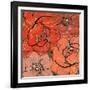 Pattern8    floral, blossom, tropical, red-Robbin Rawlings-Framed Art Print