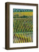 Patterned lines of vineyards in Autumnal colours in afternoon light, backed by olive groves-James Strachan-Framed Photographic Print