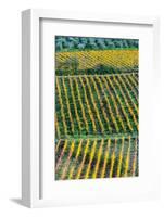 Patterned lines of vineyards in Autumnal colours in afternoon light, backed by olive groves-James Strachan-Framed Photographic Print