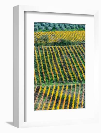 Patterned lines of vineyards in Autumnal colours in afternoon light, backed by olive groves-James Strachan-Framed Photographic Print