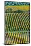 Patterned lines of vineyards in Autumnal colours in afternoon light, backed by olive groves-James Strachan-Mounted Photographic Print