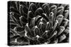 Patterned Succulent-Alan Hausenflock-Stretched Canvas