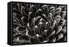 Patterned Succulent-Alan Hausenflock-Framed Stretched Canvas