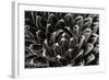 Patterned Succulent-Alan Hausenflock-Framed Photographic Print