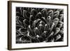 Patterned Succulent-Alan Hausenflock-Framed Photographic Print