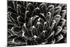 Patterned Succulent-Alan Hausenflock-Mounted Photographic Print