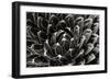 Patterned Succulent-Alan Hausenflock-Framed Photographic Print