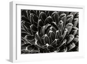Patterned Succulent-Alan Hausenflock-Framed Photographic Print