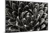 Patterned Succulent-Alan Hausenflock-Mounted Photographic Print
