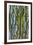 Patterns Amid the Reflection of Reeds in the Waters of Lake Murray-Michael Qualls-Framed Photographic Print